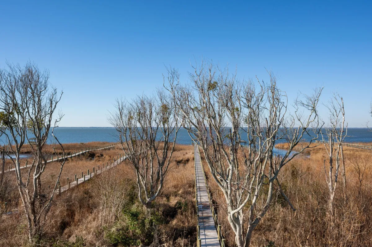 A serene boardwalk leads through bare trees toward distant, shimmering water. The setting is enveloped in natural beauty, with soft light hinting at sunset. This inviting path suggests exploration, quiet walks, and opportunities for birdwatching and wildlife observation.
